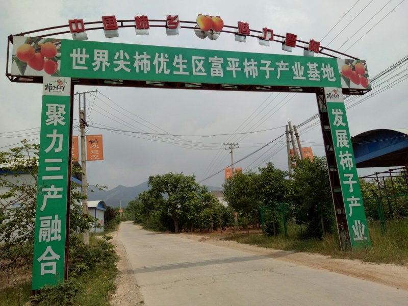 正宗富平新鲜柿饼，独立包装，散装发货富平优质柿饼