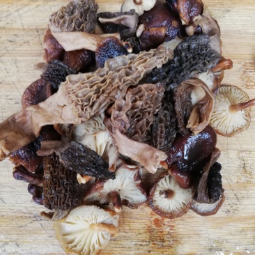 羊肚菌