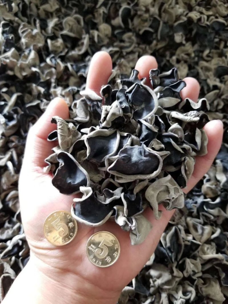 开口松子，秋木耳，