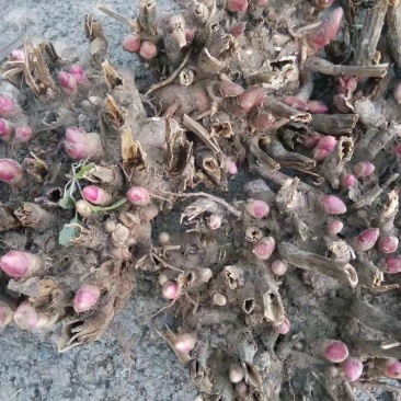 白芍芽子，白芍，改良白芍芽子
