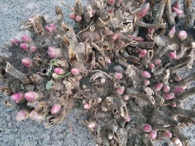 白芍芽子，白芍，改良白芍芽子