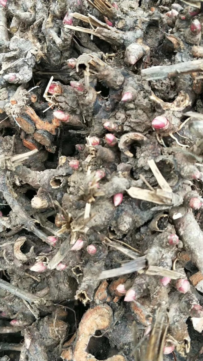 白芍芽子，白芍，改良白芍芽子