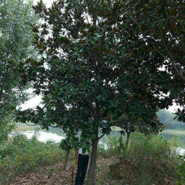 广玉兰，四季青，玉兰，长期供应