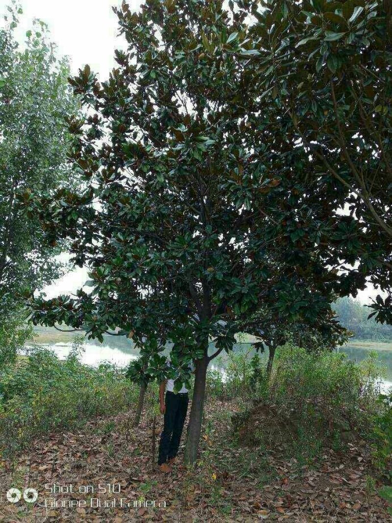 广玉兰，四季青，玉兰，长期供应
