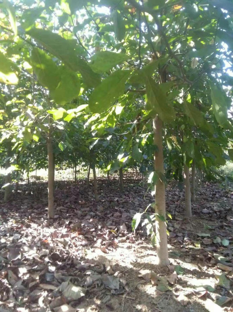 白玉兰，精品白玉兰，玉兰基地
