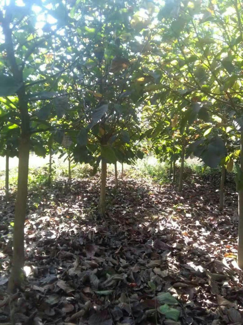 白玉兰，精品白玉兰，玉兰基地
