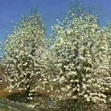 白玉兰，精品白玉兰，玉兰基地