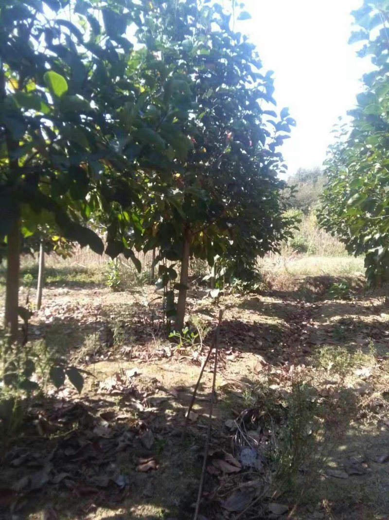 白玉兰，精品白玉兰，玉兰基地