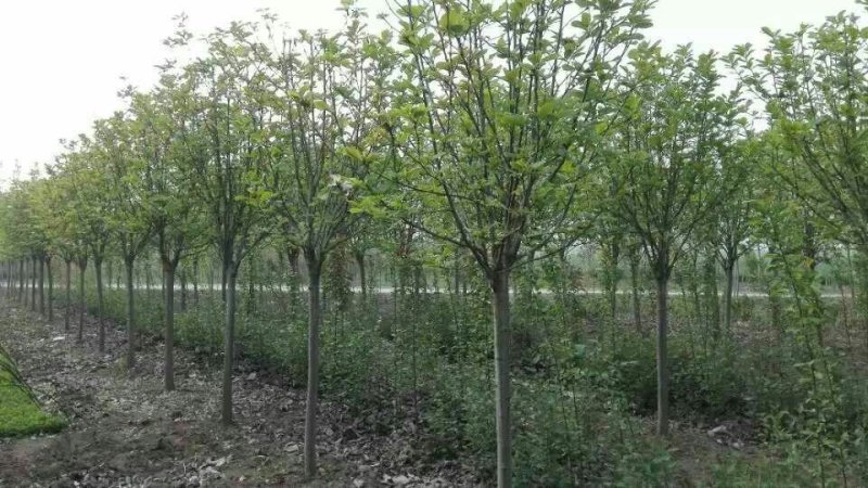 长期供应红，黄，白，紫玉兰