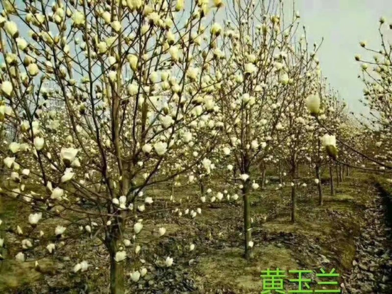 长期供应红，黄，白，紫玉兰