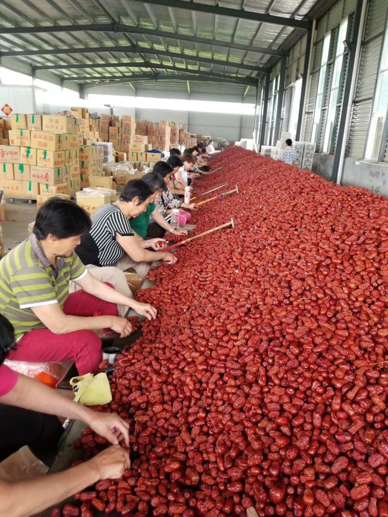 和田大枣新货厂家大量供应销量大利率高可仓库视频看货