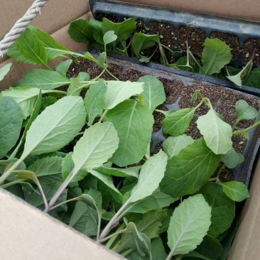 菜花苗，常年供应各个品种青梗白面花菜苗质量有保证，发货快