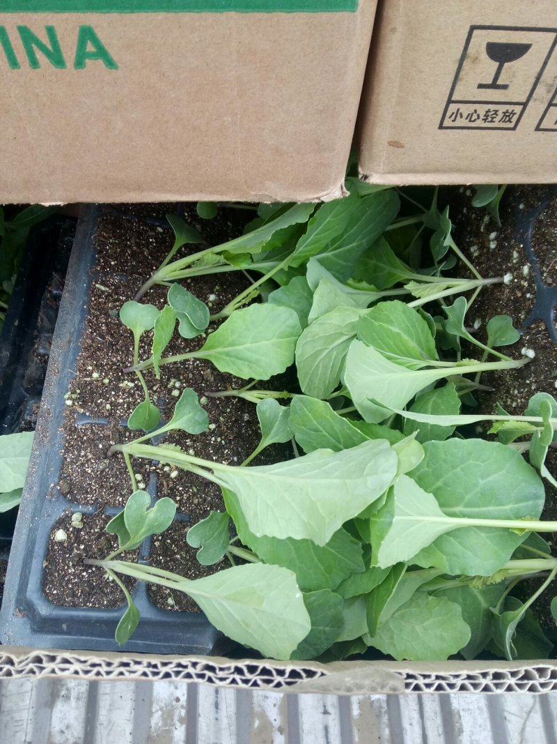 菜花苗，常年供应各个品种青梗白面花菜苗质量有保证，发货快
