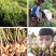 博爱怀姜，生姜，四大怀药产地