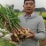 博爱怀姜，生姜，四大怀药产地