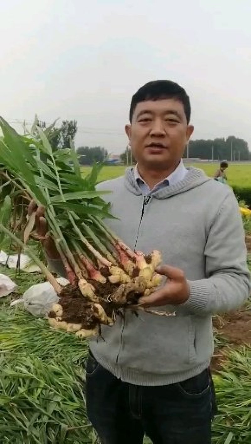 博爱怀姜，生姜，四大怀药产地