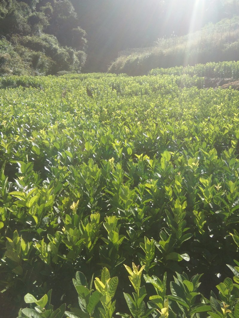 云南佛手苗