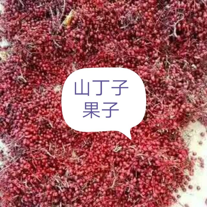 山丁子，山荆子，育苗嫁接苹果树，产地供货