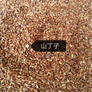 山丁子，山荆子，育苗嫁接苹果树，产地供货