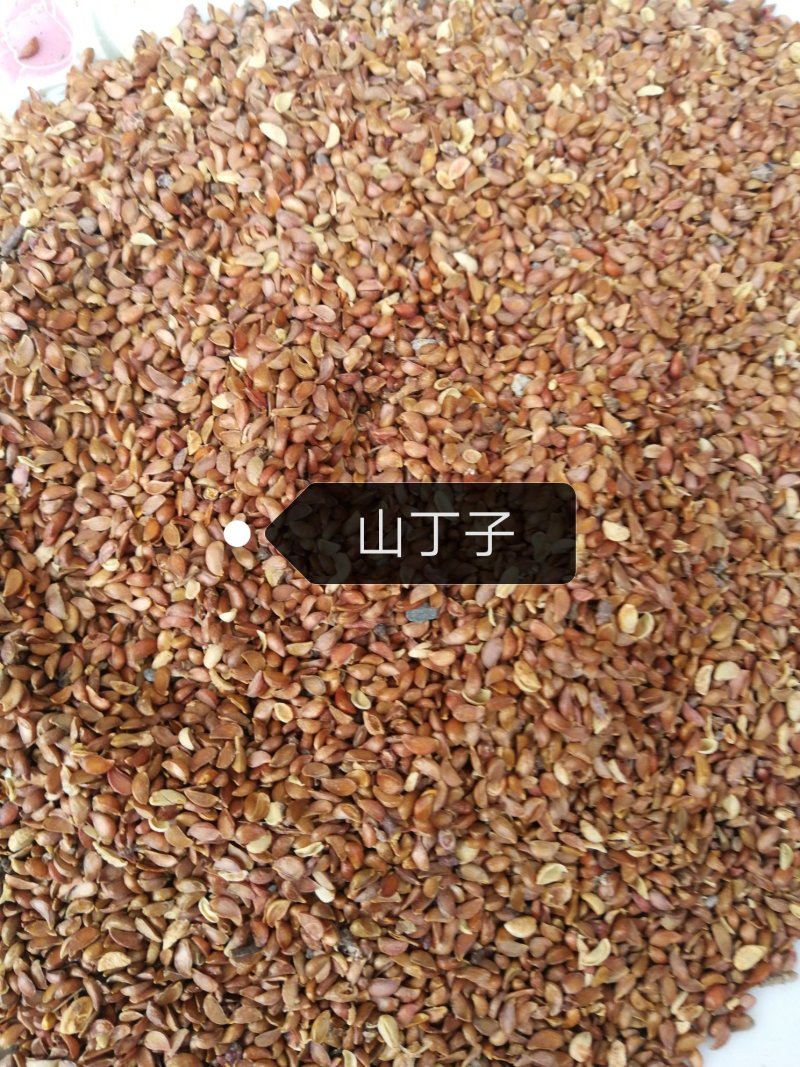 山丁子，山荆子，育苗嫁接苹果树，产地供货