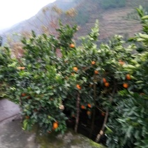 奉节72-1
