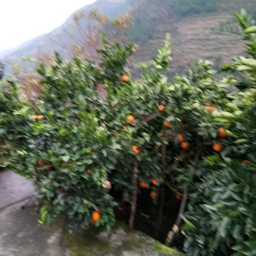 奉节72-1