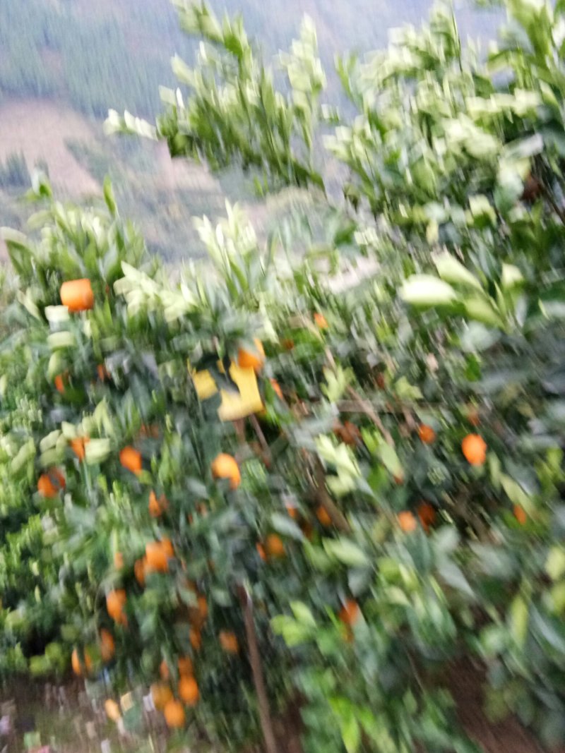 奉节72-1