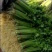 山东泰安德兴隆农业优质香芹优质香芹种植基地产地直供