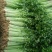 山东泰安德兴隆农业优质香芹优质香芹种植基地产地直供