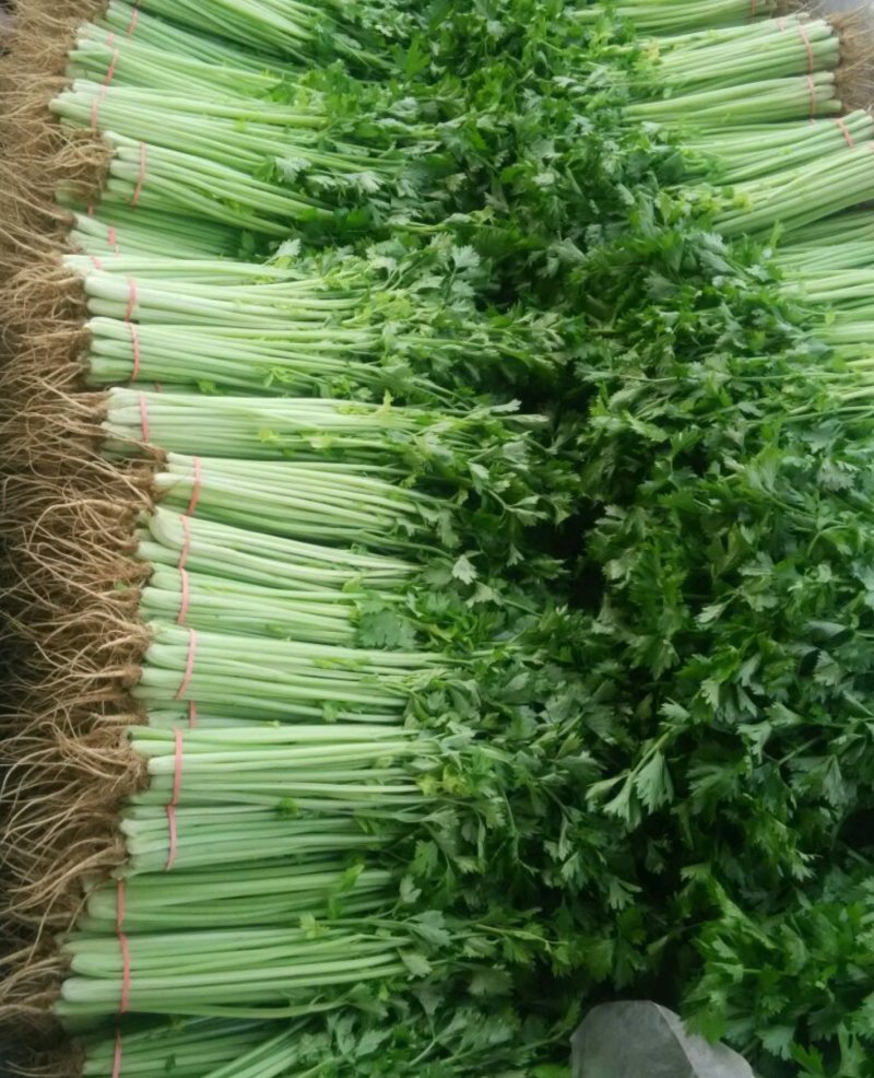 山东泰安德兴隆农业优质香芹优质香芹种植基地产地直供