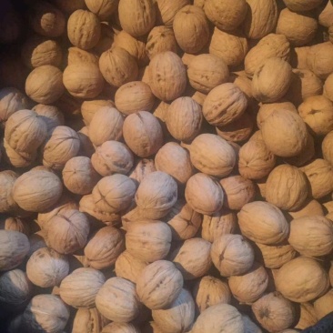 香玲核桃产地黄龙皮薄仁满无苦涩味