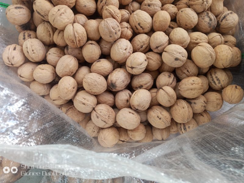 香玲核桃产地黄龙皮薄仁满无苦涩味