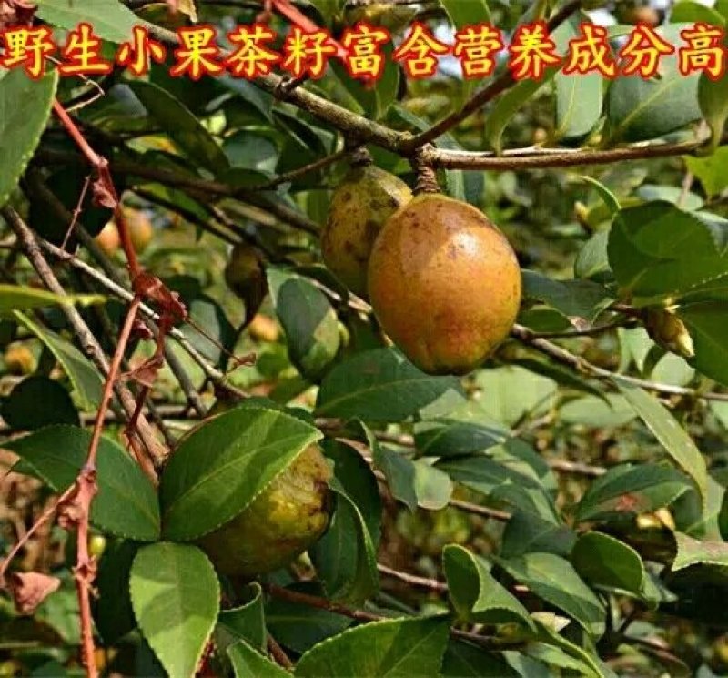 茶油