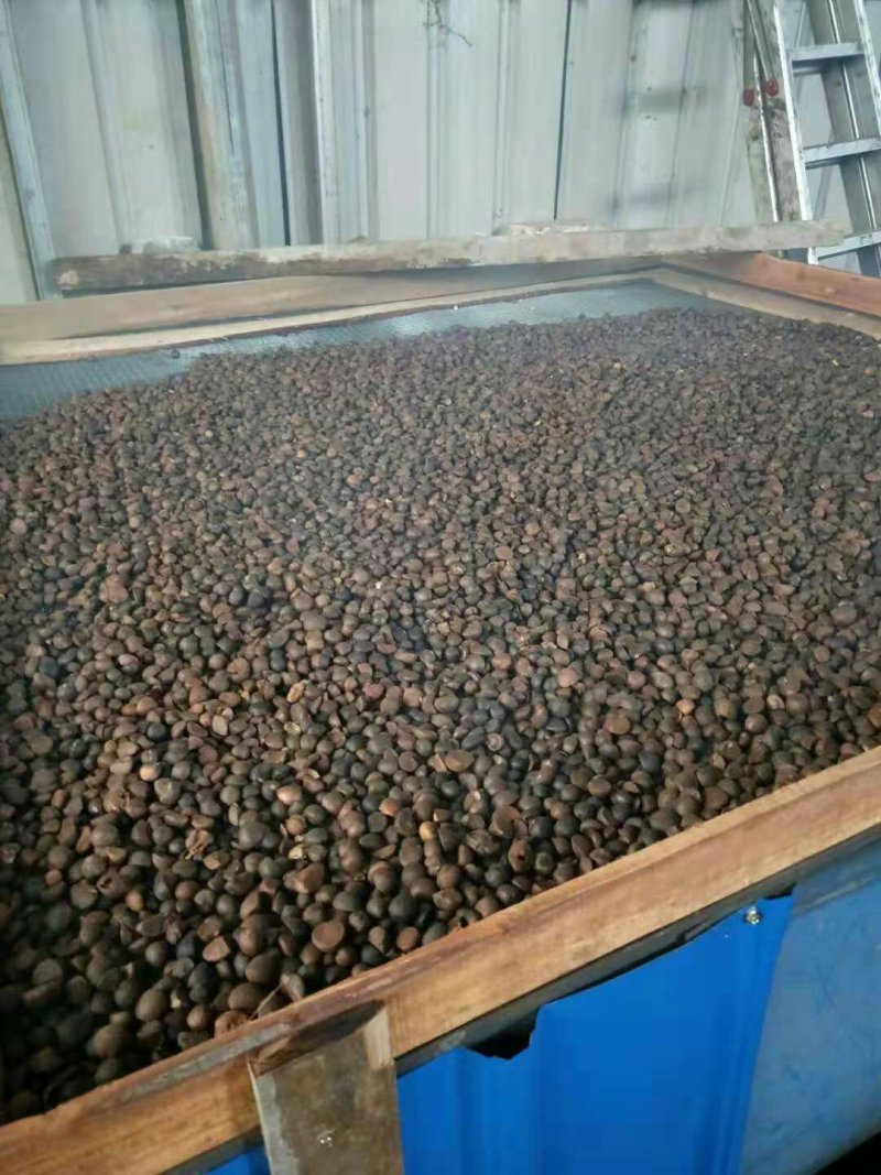 油茶籽