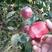 红肉苹果树苗119-06红肉苹果苗品种纯