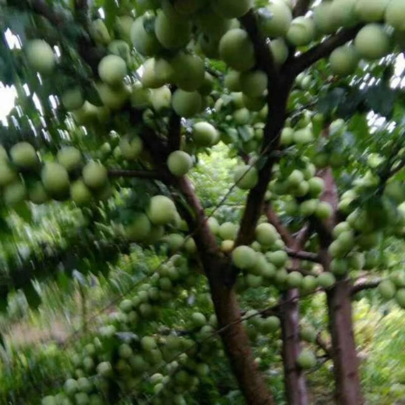 李子树苗，青翠李，凤凰李，