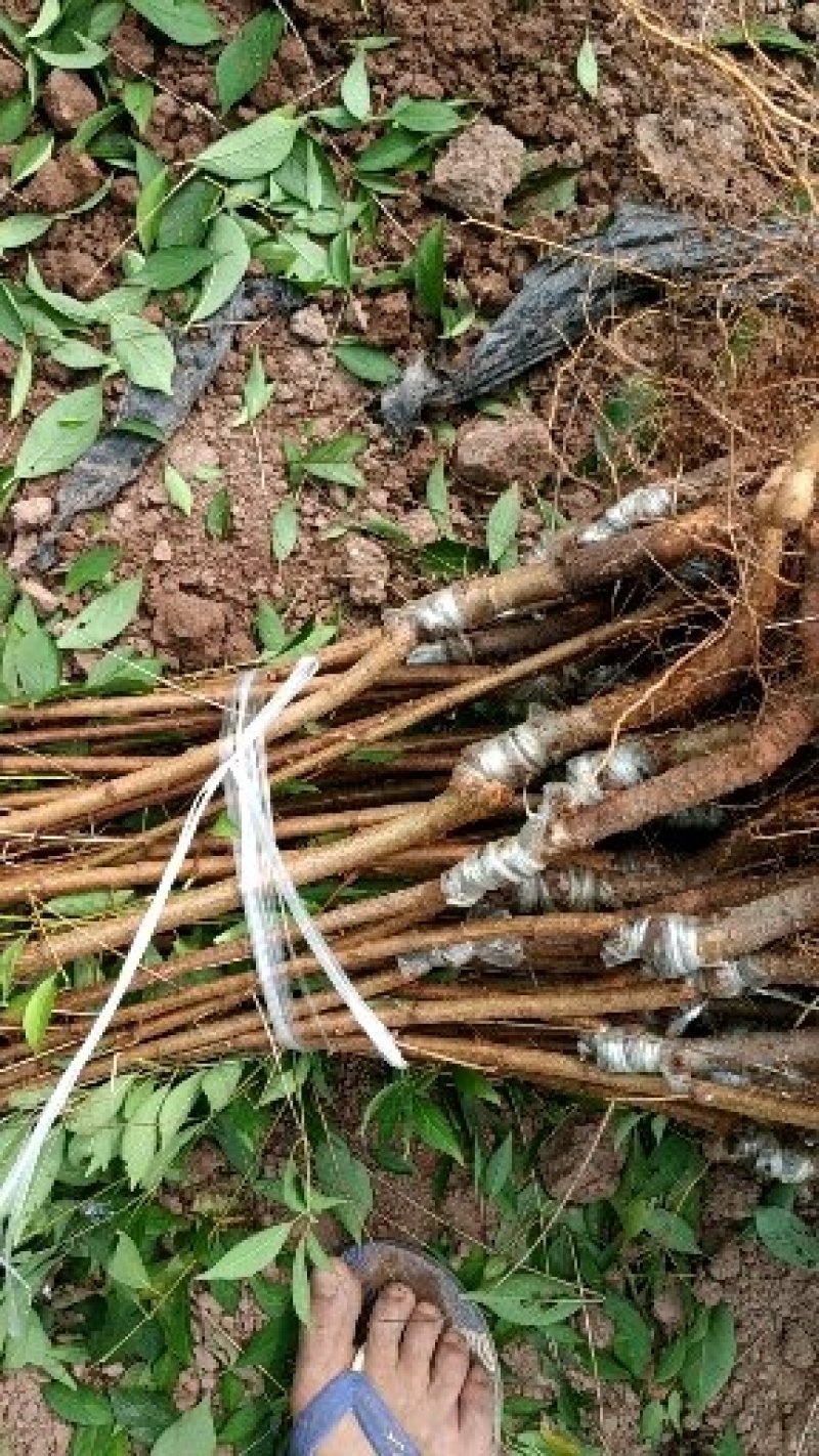 李子树苗，青翠李，凤凰李，