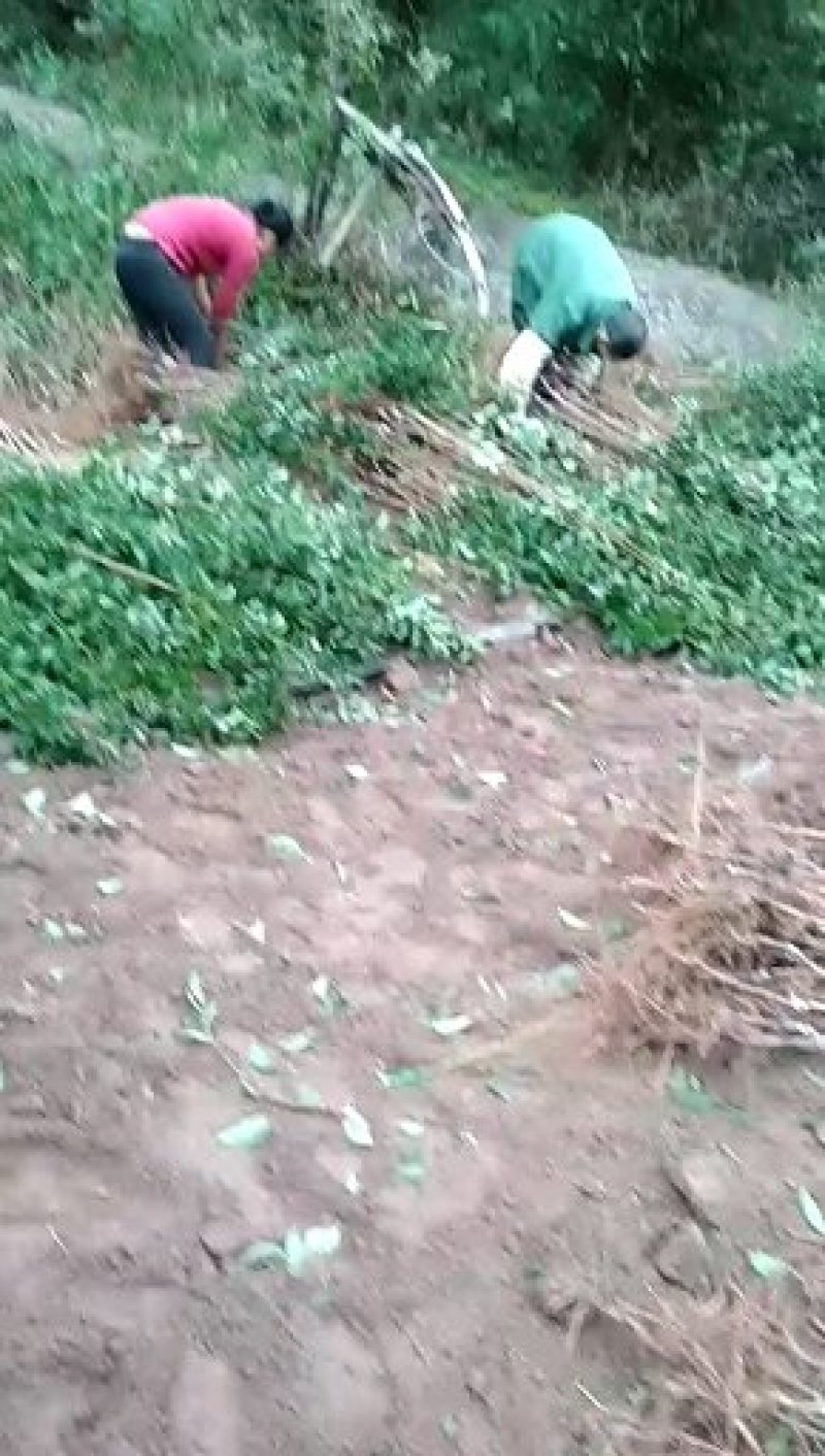 李子树苗，青翠李，凤凰李，