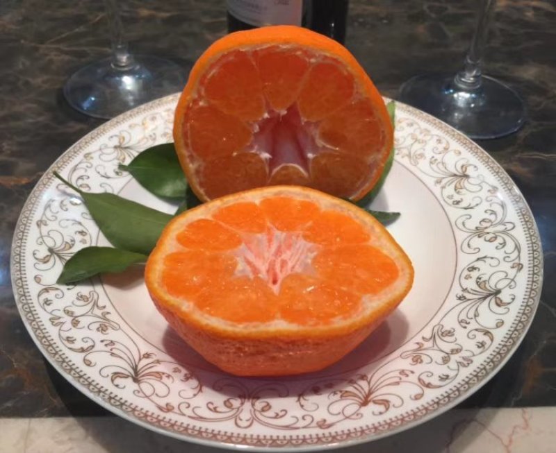 春见苗耙耙柑苗四川耙耙柑苗提供技术指导！保湿发货！