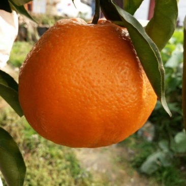 春见苗耙耙柑苗四川耙耙柑苗提供技术指导！保湿发货！