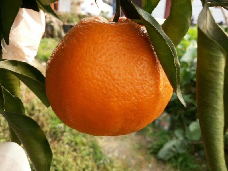 春见苗耙耙柑苗四川耙耙柑苗提供技术指导！保湿发货！