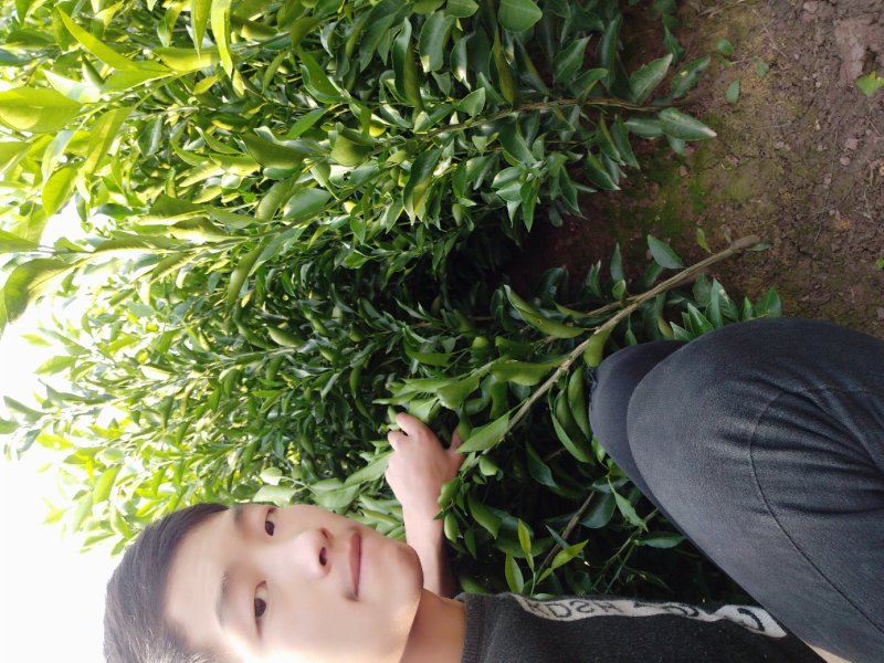 春见苗耙耙柑苗四川耙耙柑苗提供技术指导！保湿发货！