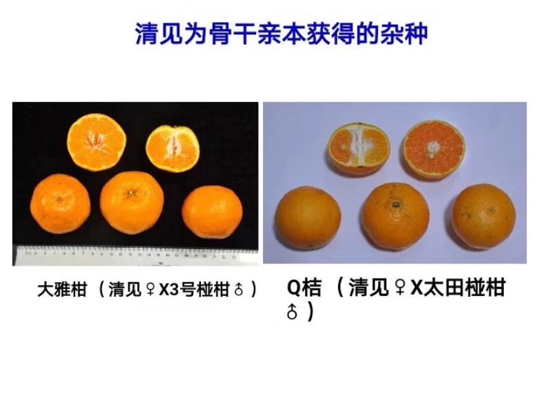 Q柑苗