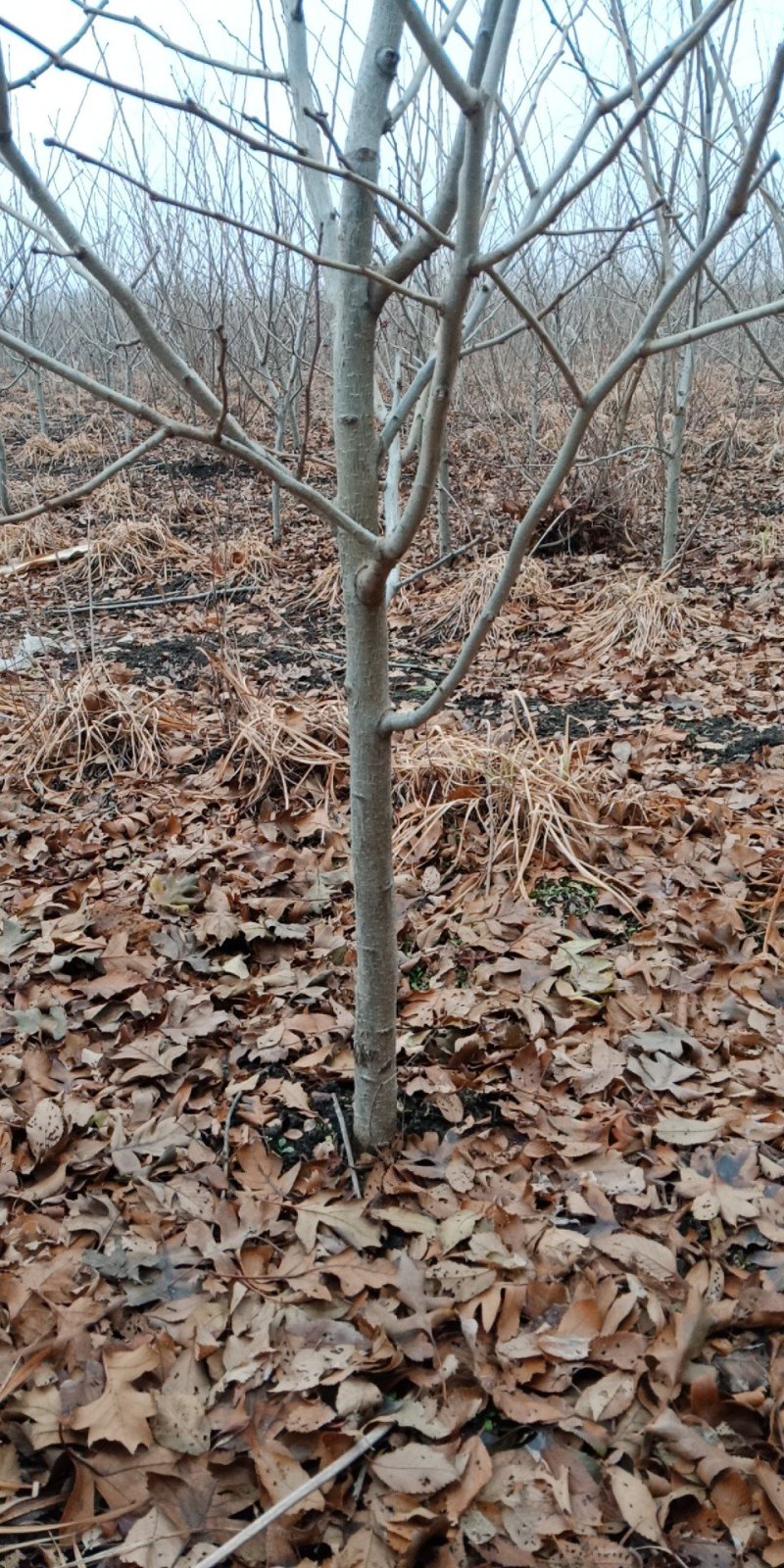 东北优质山楂苗，量大好成活，产地直发，保质保量