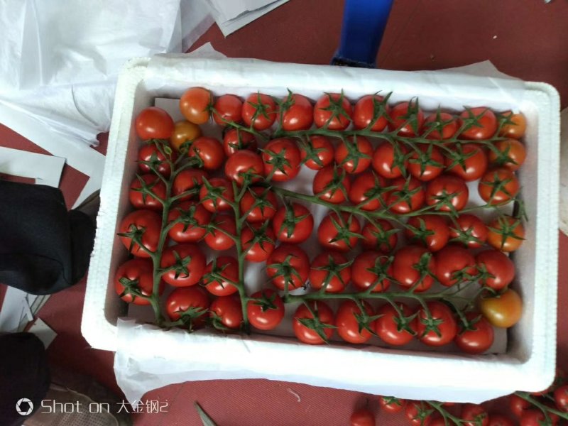 专业代收，串番茄小柿子种植面积大产地直供，诚信代收，