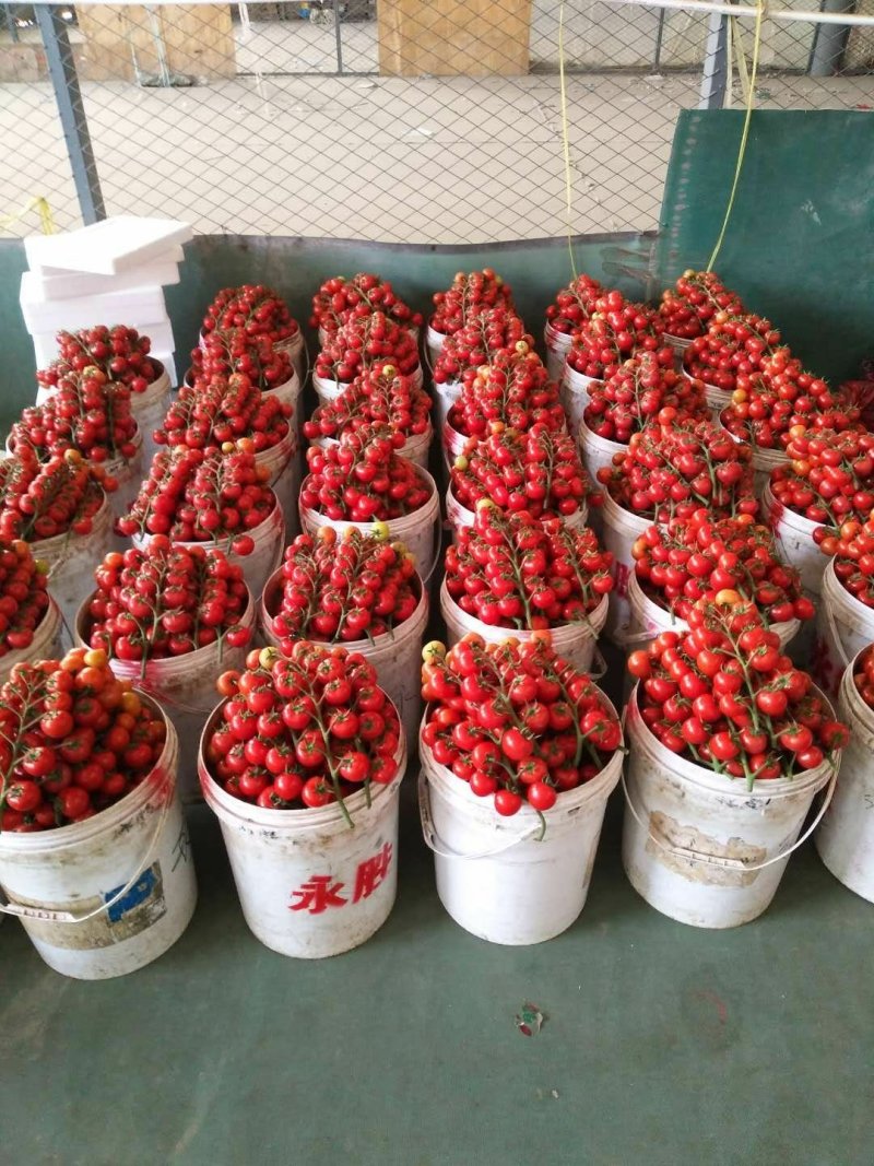 专业代收，串番茄小柿子种植面积大产地直供，诚信代收，