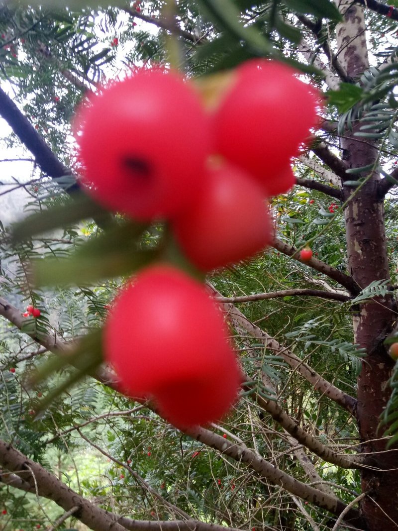 红豆杉种子，南方红豆杉种子