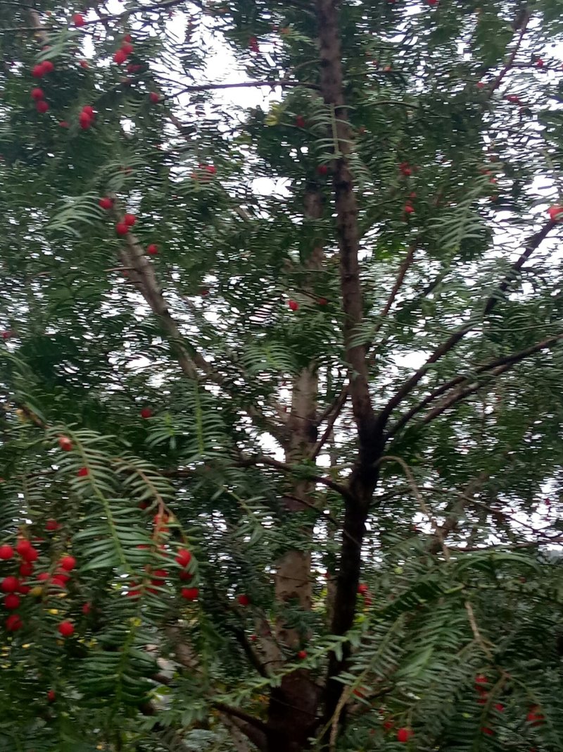 红豆杉种子，南方红豆杉种子