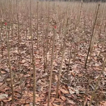七叶树苗