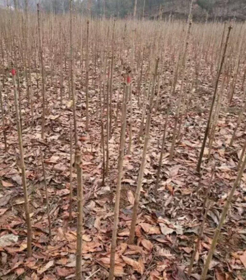 七叶树苗